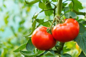 Harnessing tomato jumping genes could help speed-breed drought-resistant crops